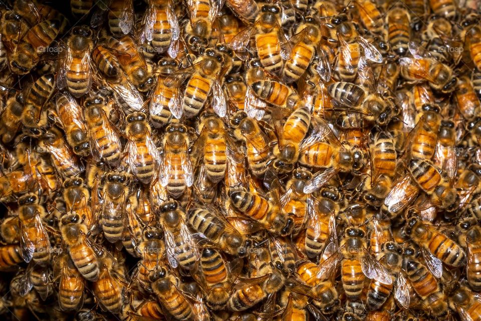 Closeup of a honeybee swarm clustered in a tree. Downtown Raleigh, North Carolina. Save the honeybees! 