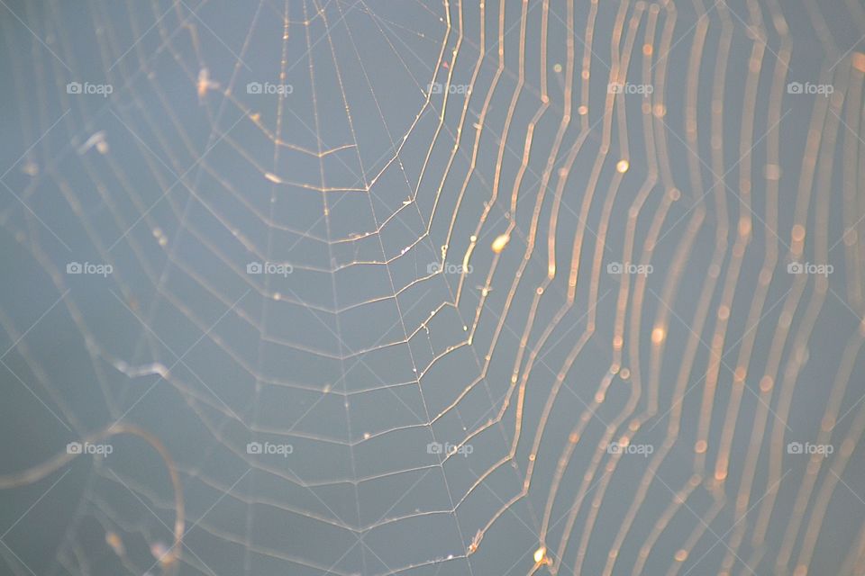 Close-up of spiderweb