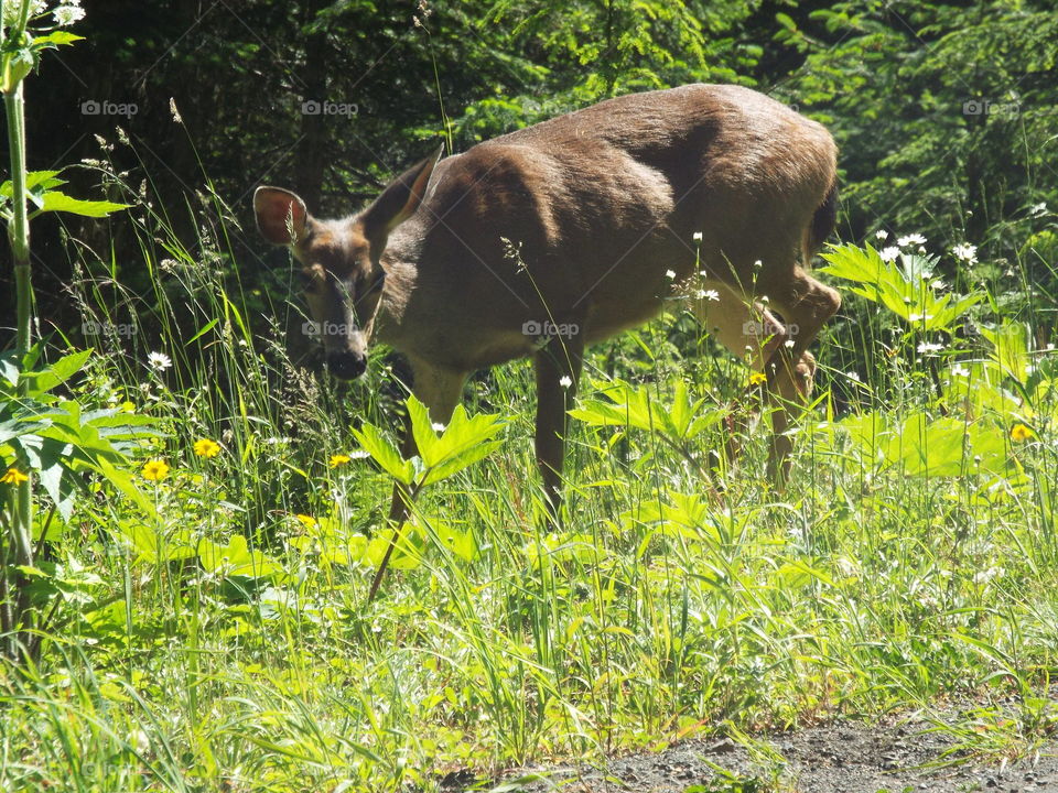 Olympic National Park
