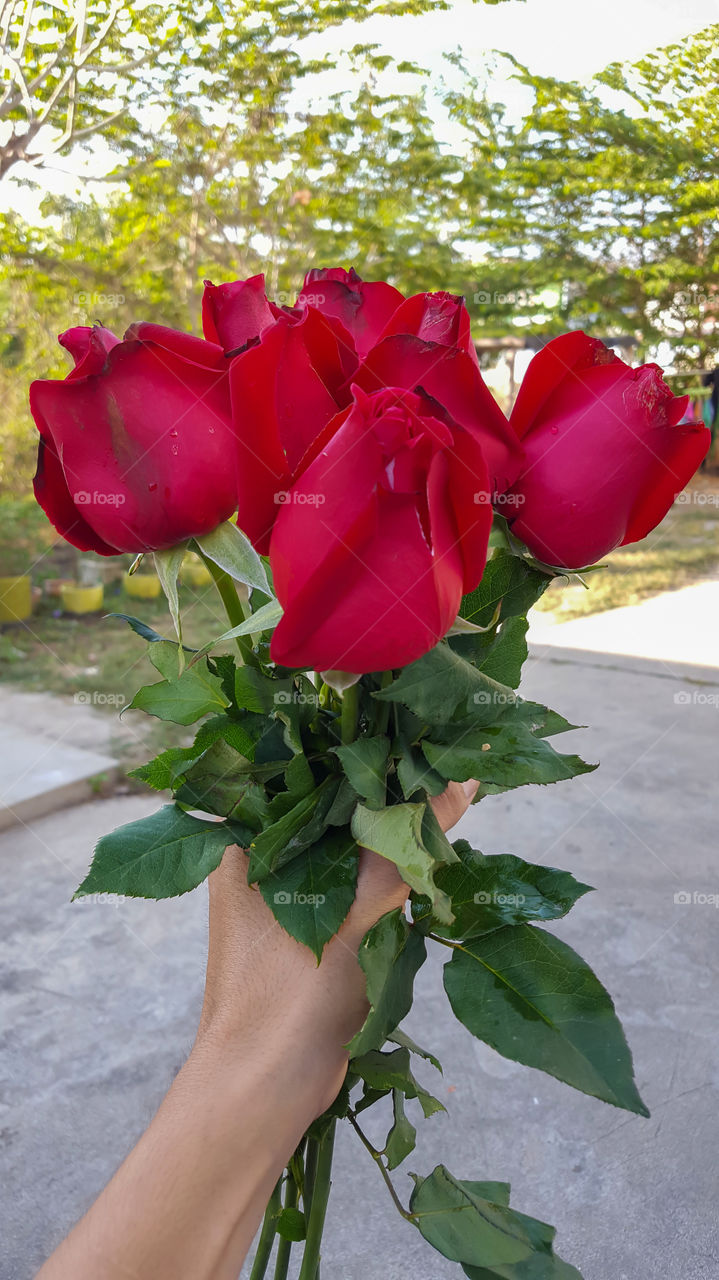 Red roses with beautiful colors. Whoever gets it will be pleased.