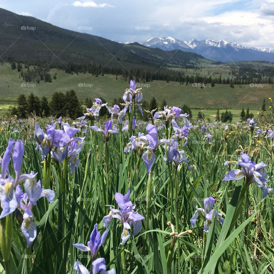 Colorado wildflowers on a hike 