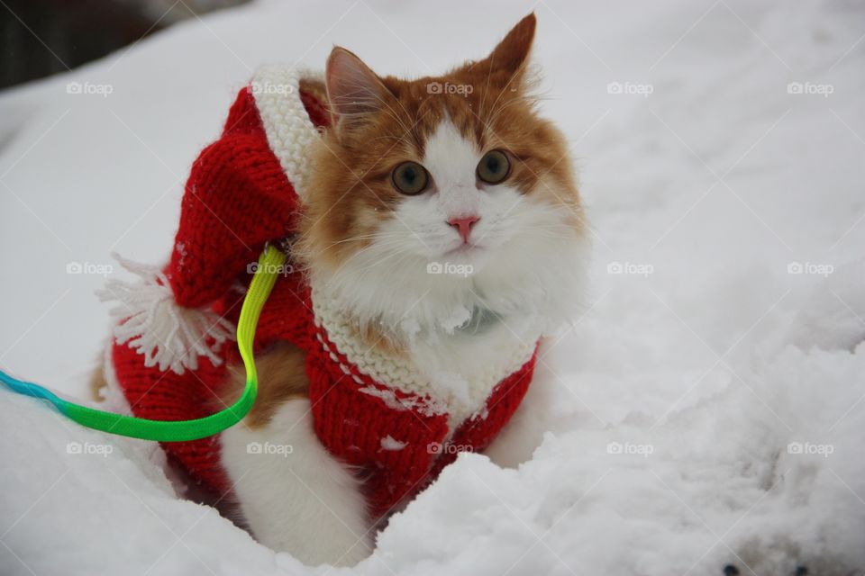 Christmas cat