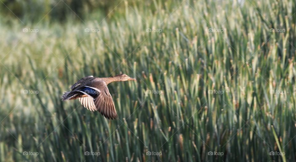Feeling more comfortable with my new camera and lens - captured this duck this morning