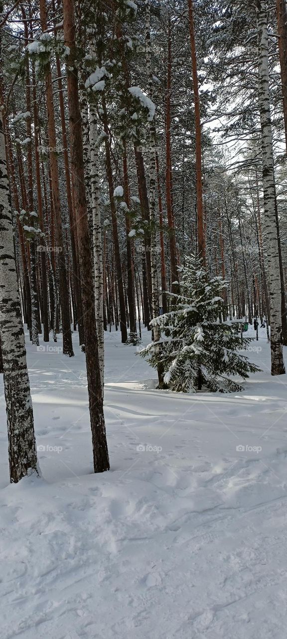 forest, winter, trees, snow, snowdrifts, trees in the snow, landscape,
 winter forest, trees