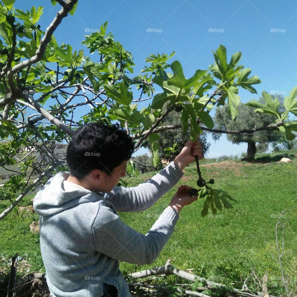 A young man picks the fig.