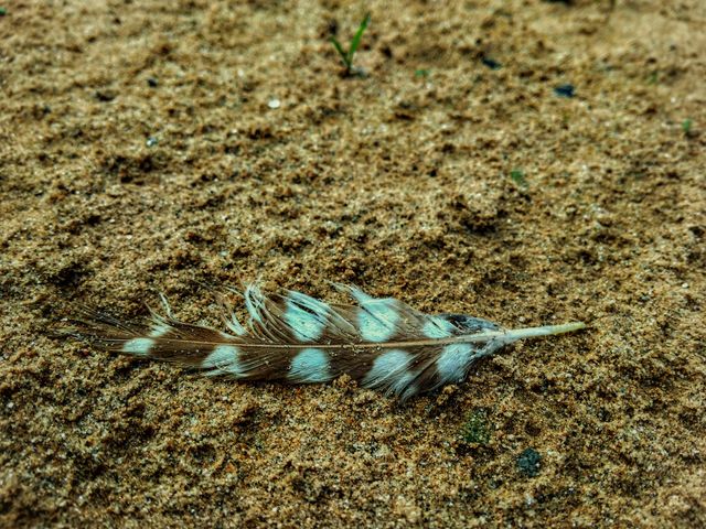 Feather