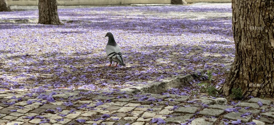 A pigeon on cobblestones covered in fallen Jacaranda petals