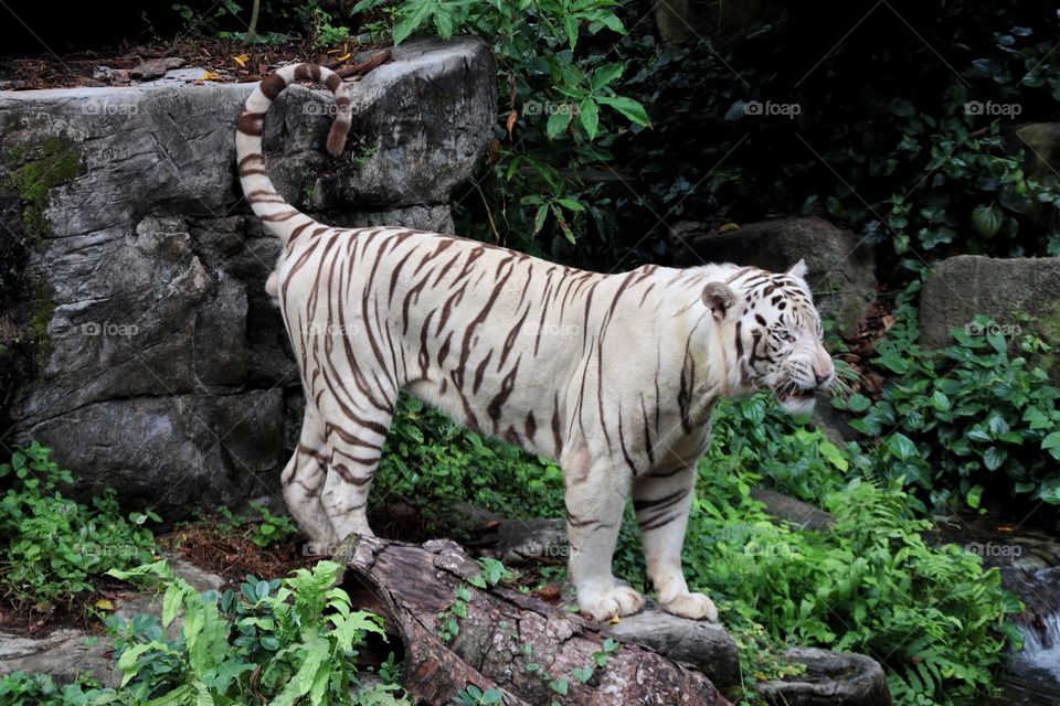 White tiger 