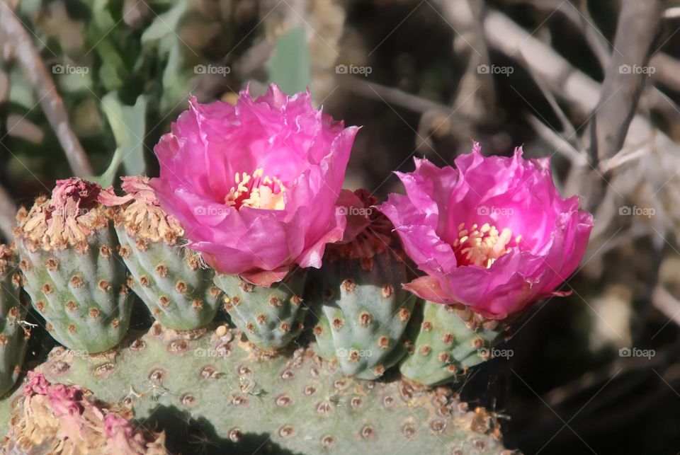 Prickly Pear Cactus in Bloom