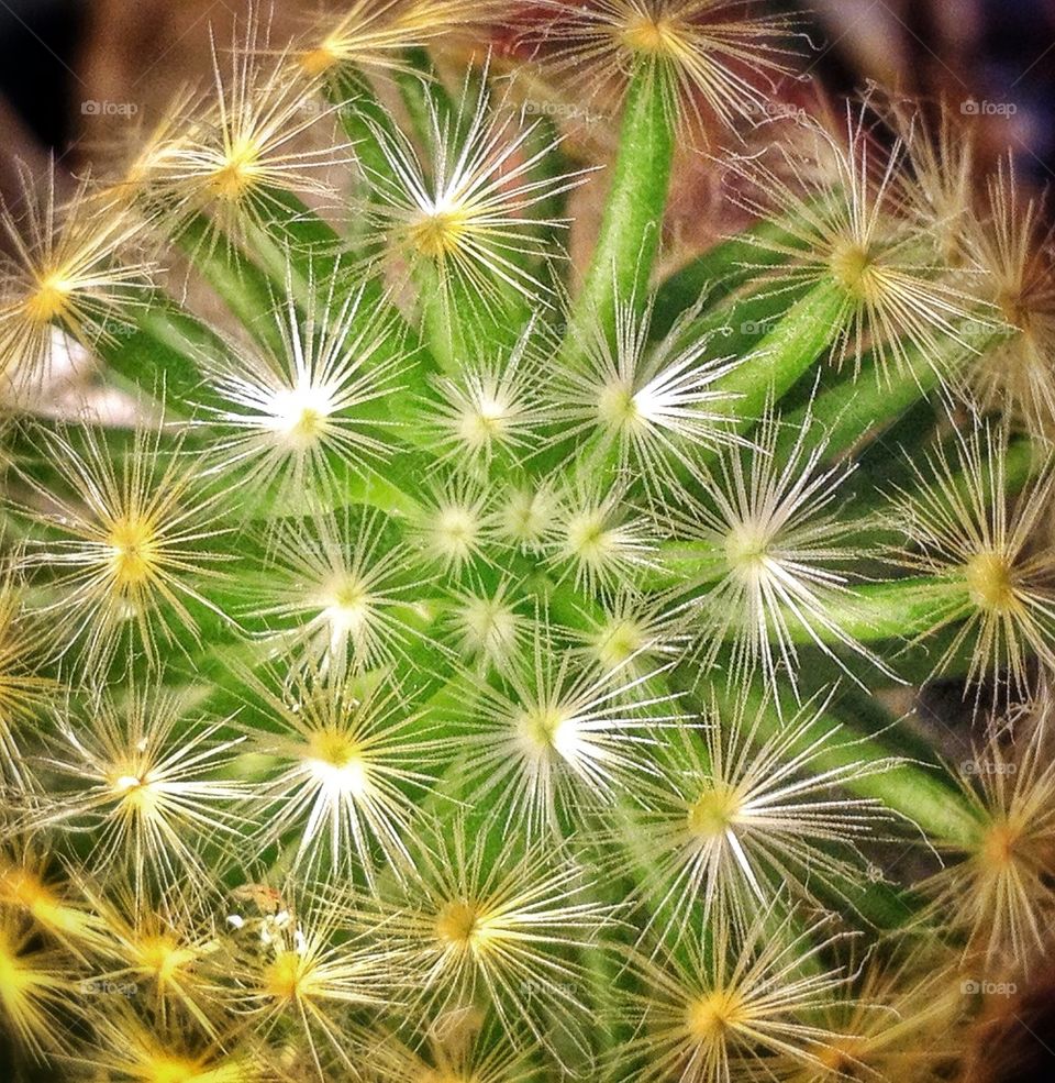 Fluffy cactus 