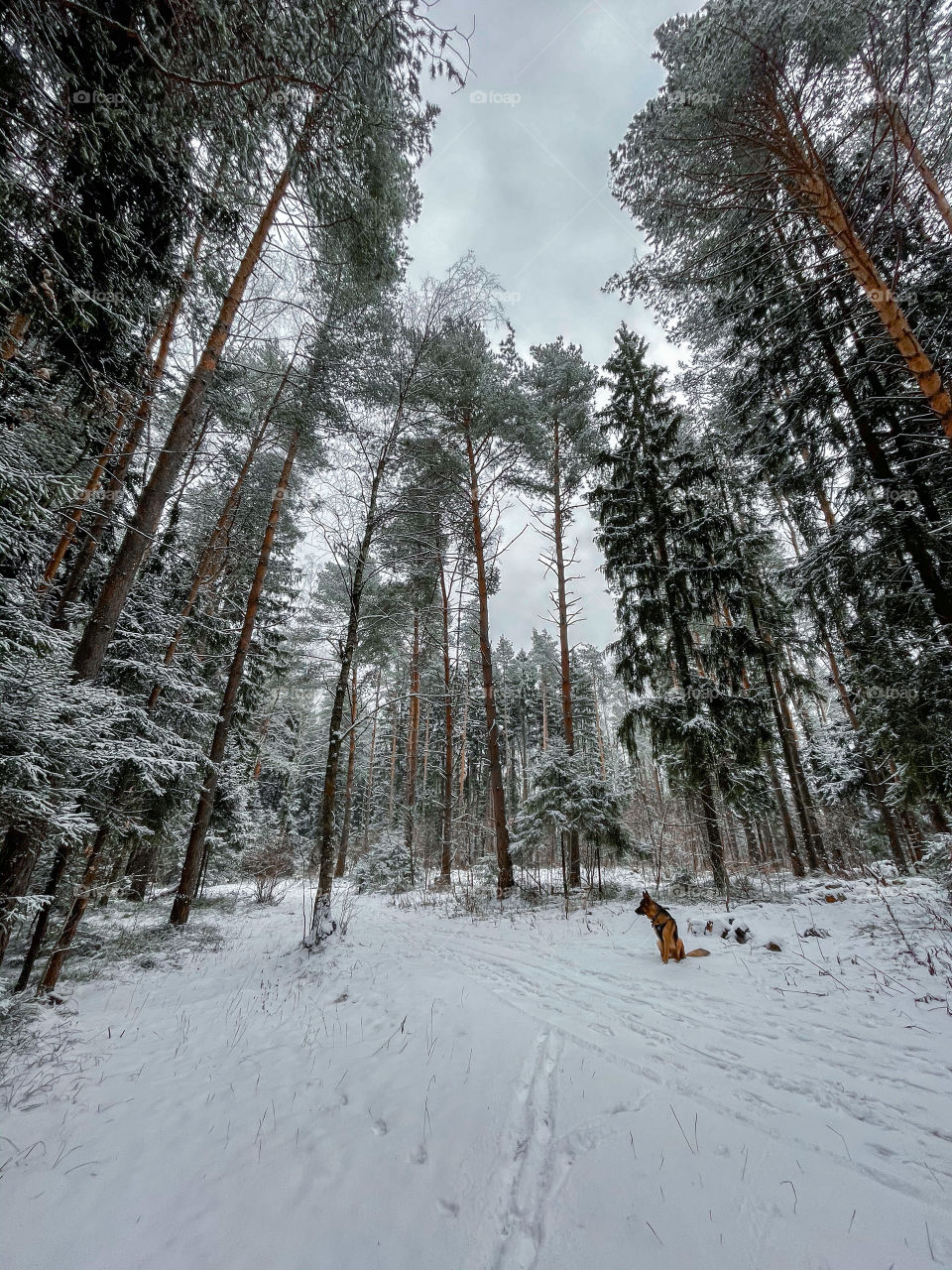 Winter landscape with forest in cloudy December day 