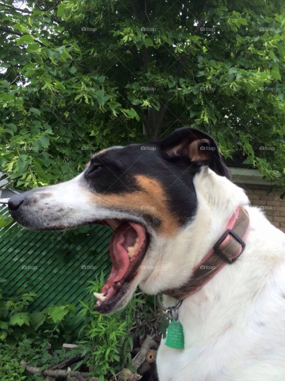 Dog yawning 