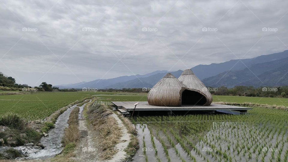Beautiful landscape with rice fields and houses