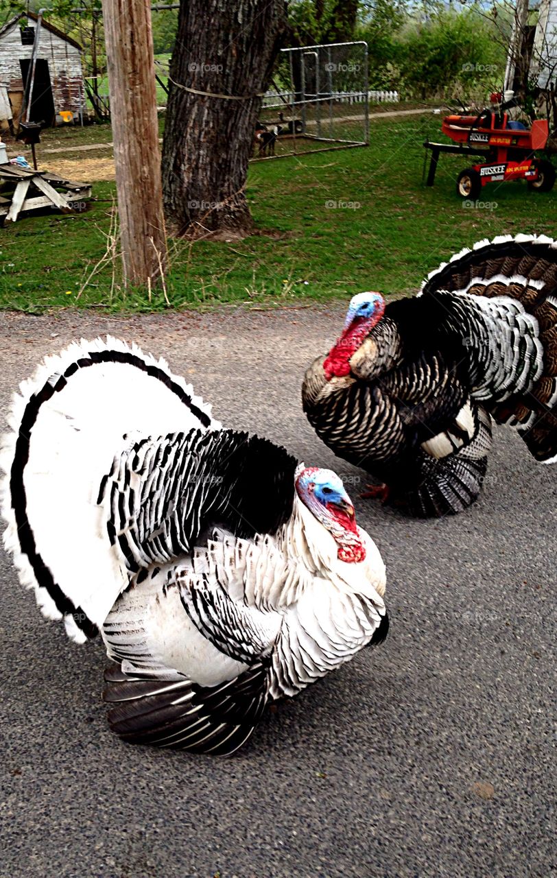 Turkeys on road. Turkeys blocking country road