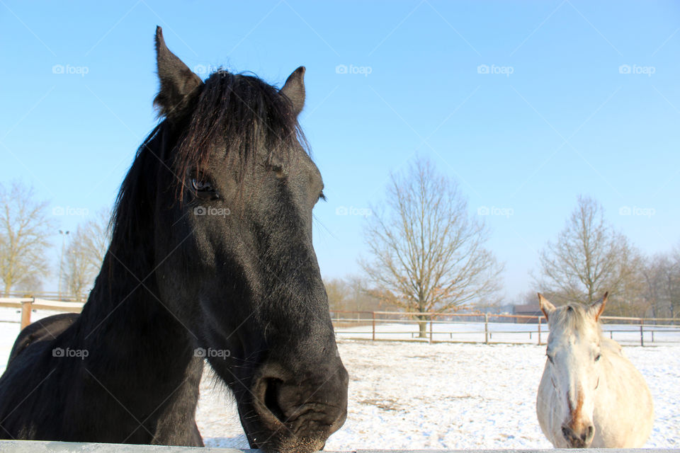 black and white horse on pasture in wintee