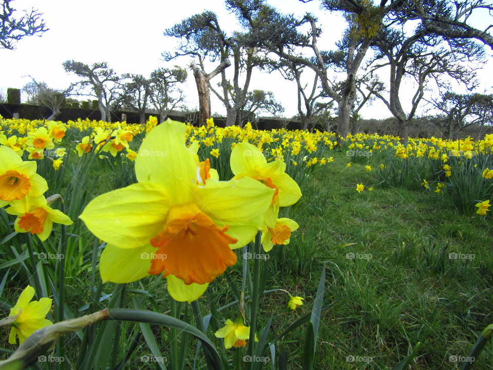 Daffodils Forest