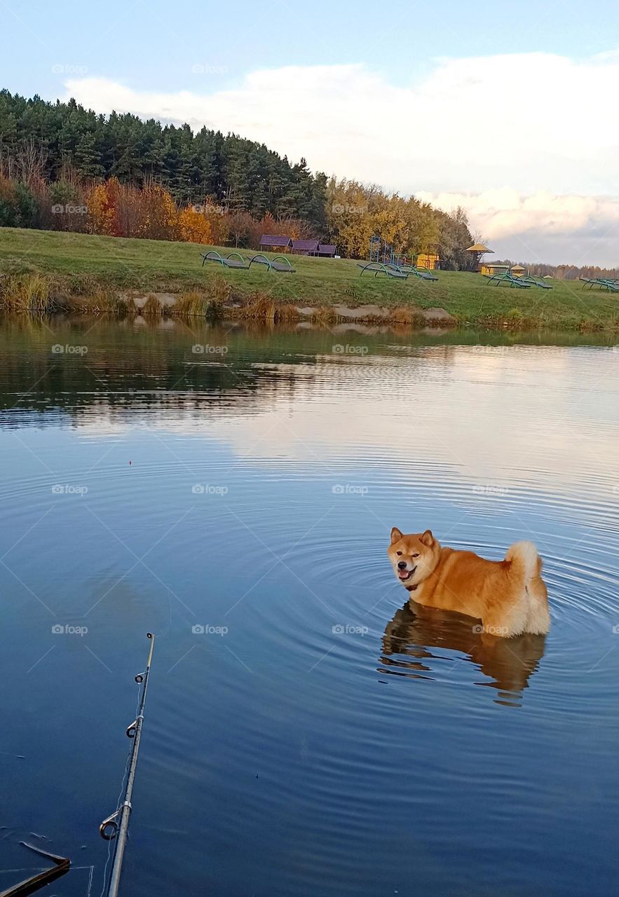 city lake shore and dog 🐕 pet in water