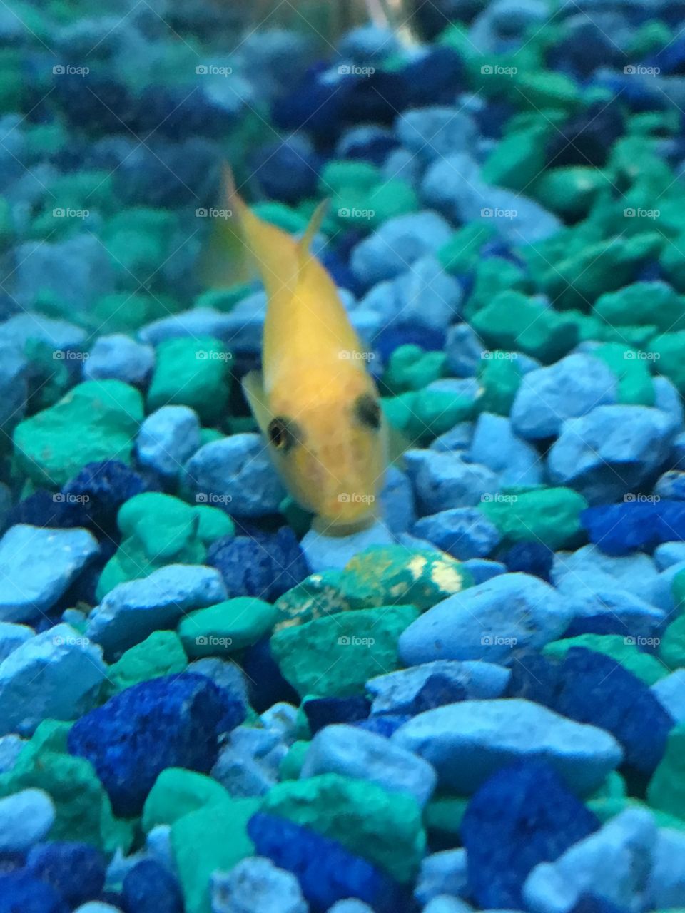 Yellow fish in a
Tank taking to me.