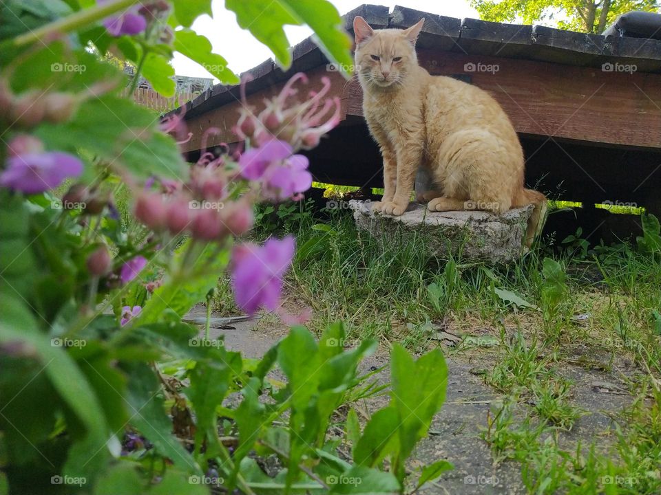 Red yard, not purebred cat in the green grass, in nature.