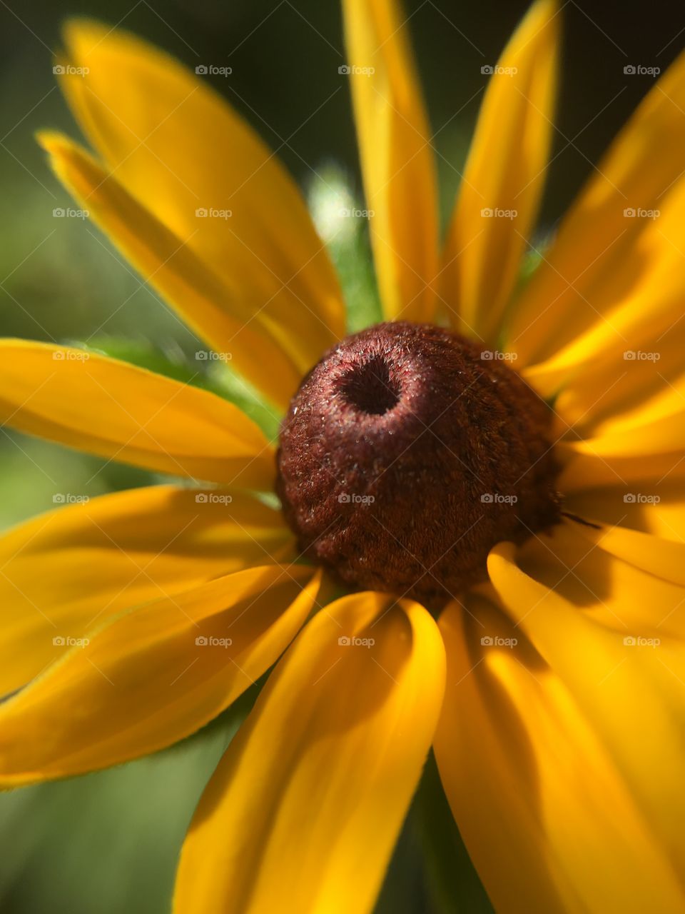 Black-eyed Susan