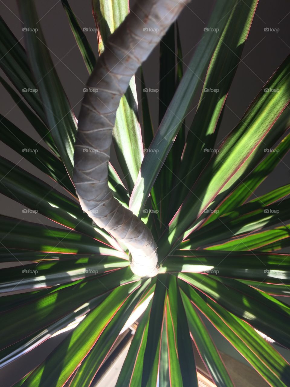 Close up tree trunk and leafs 