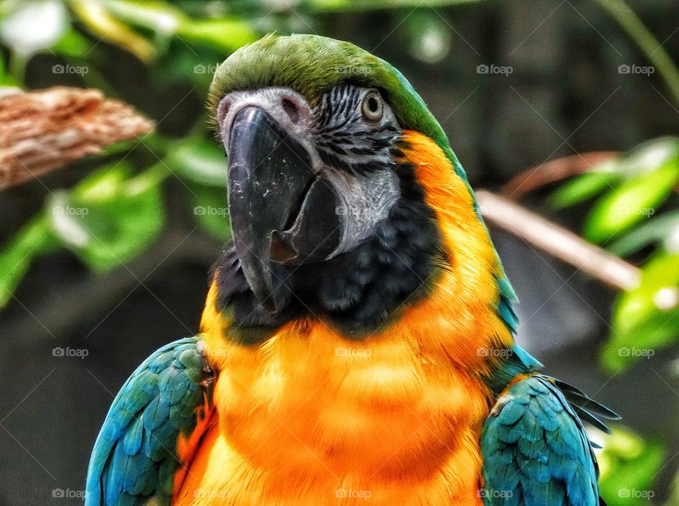 Colorful Blue Macaw
