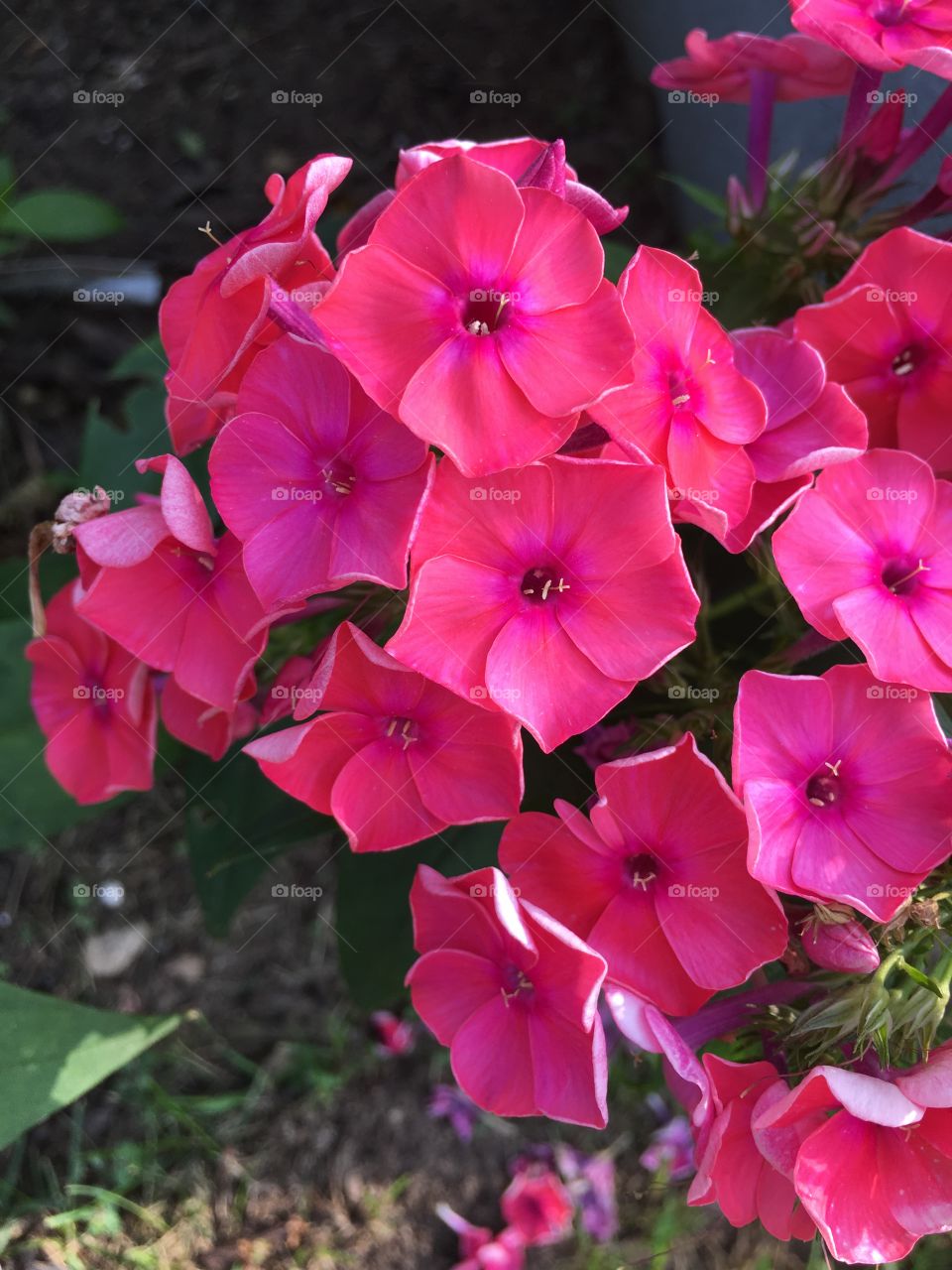 Pink flowers