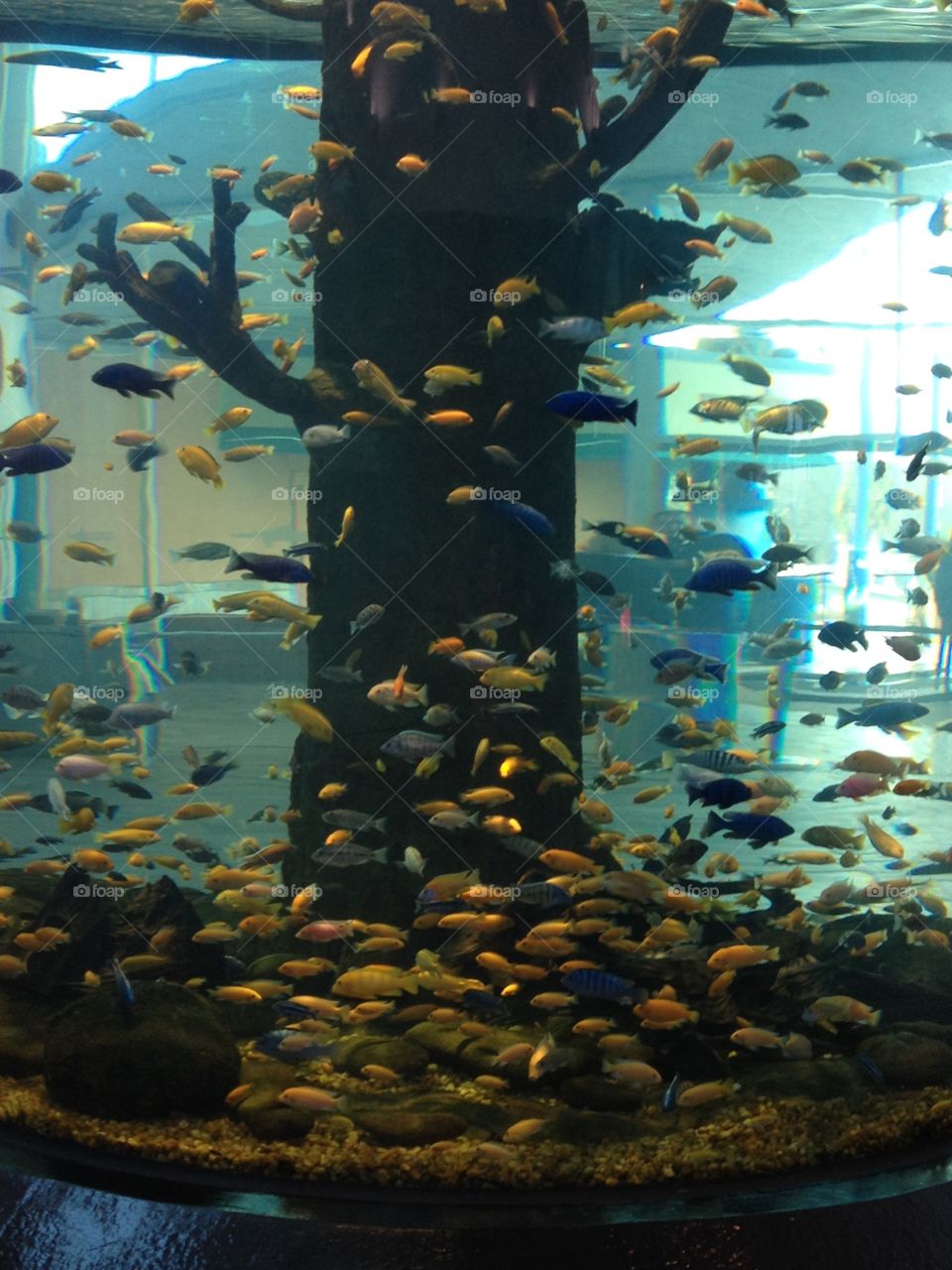 Fish Tank from Ripley aquarium myrtle beach