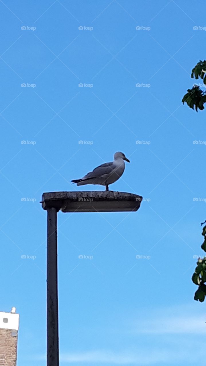 Seagull 