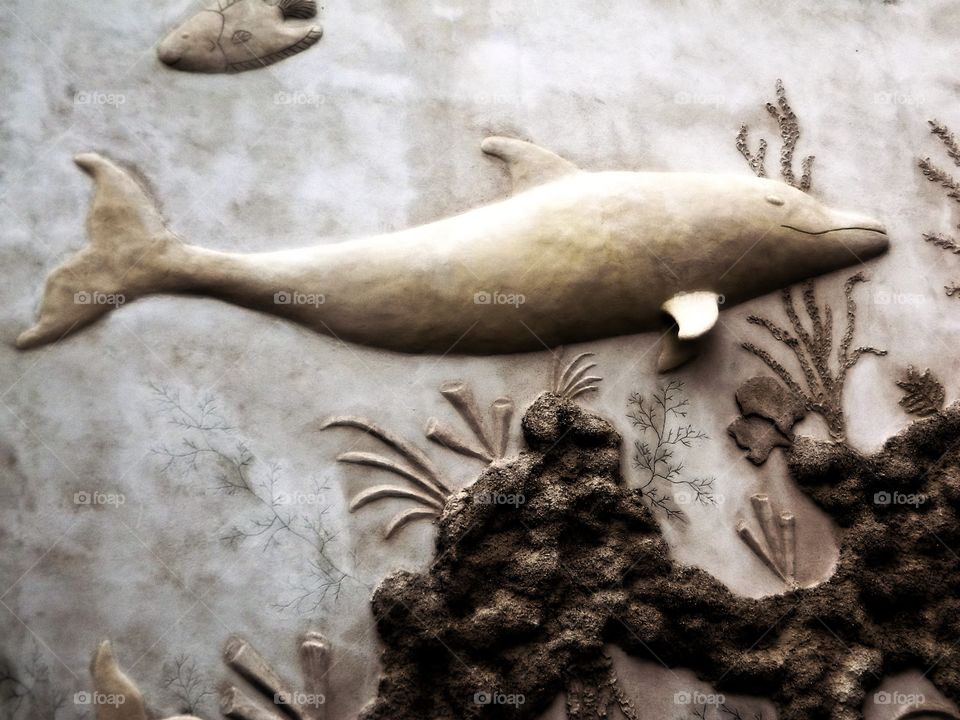 Dolphin on Stone