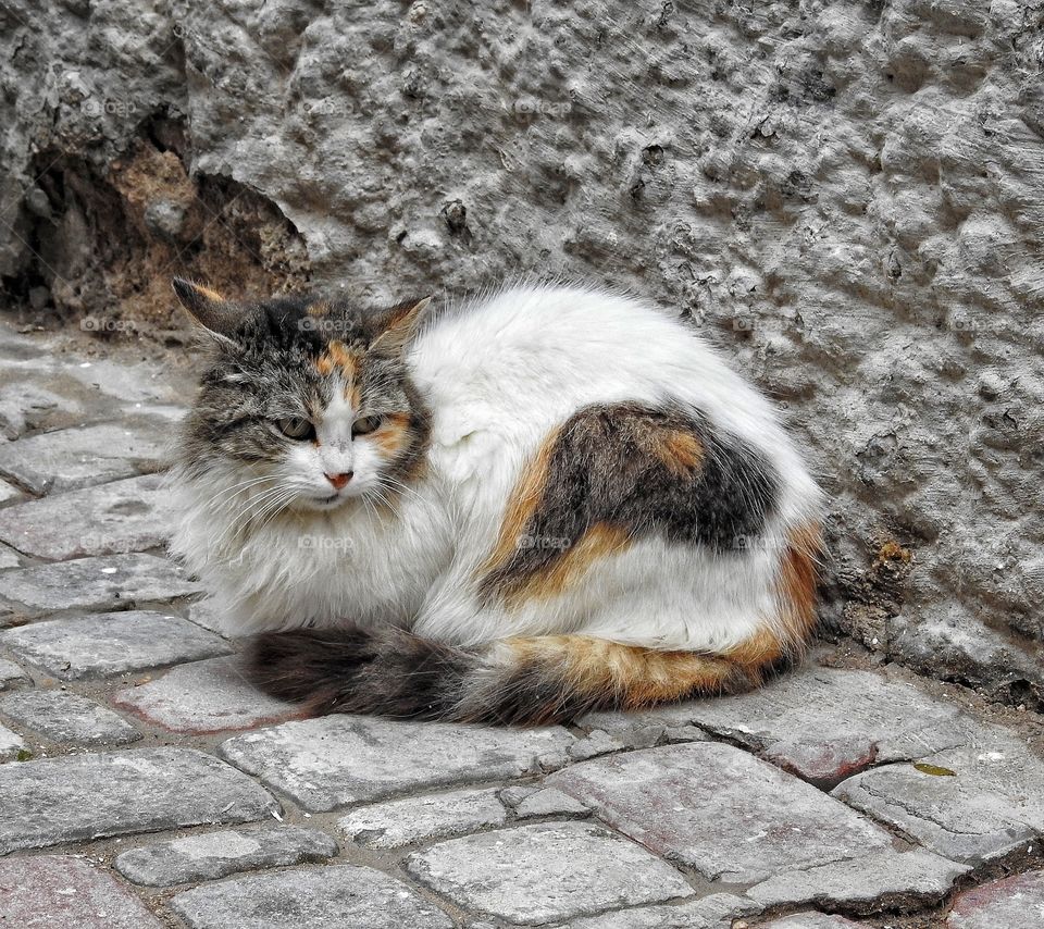 Kitty by the wall