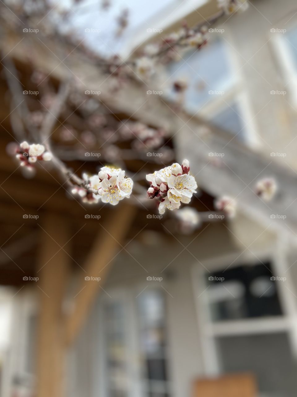 Apricot flowers 