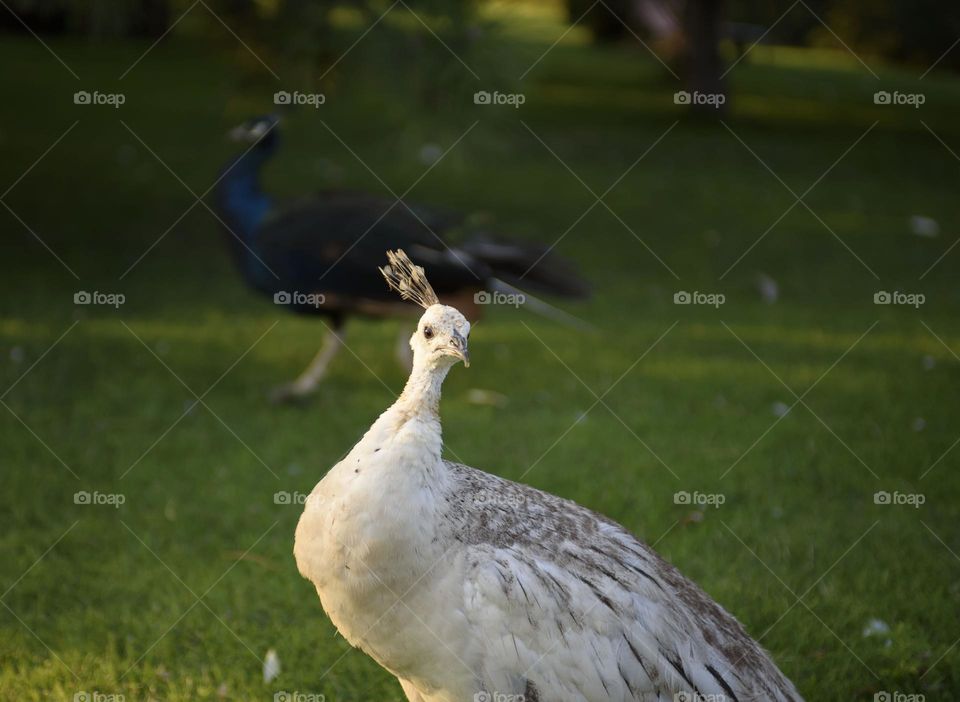 walks along the river bank. In the background is a wooden bungalow. Park beautiful recreation area with tame birds and animals