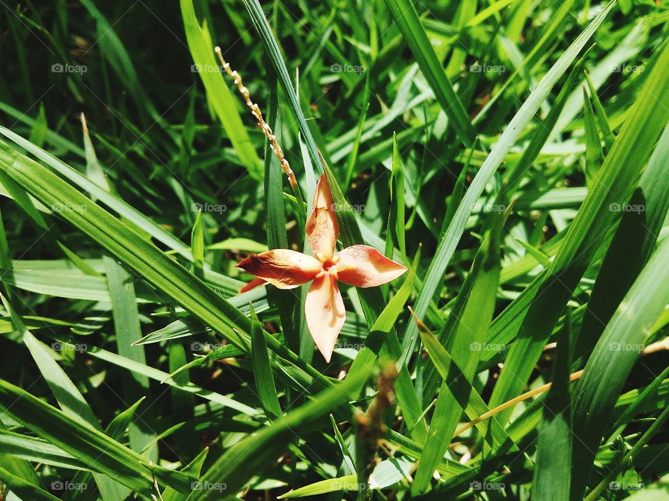 Beautyfull macro shots