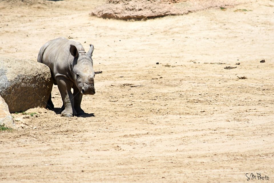 Baby rhino 