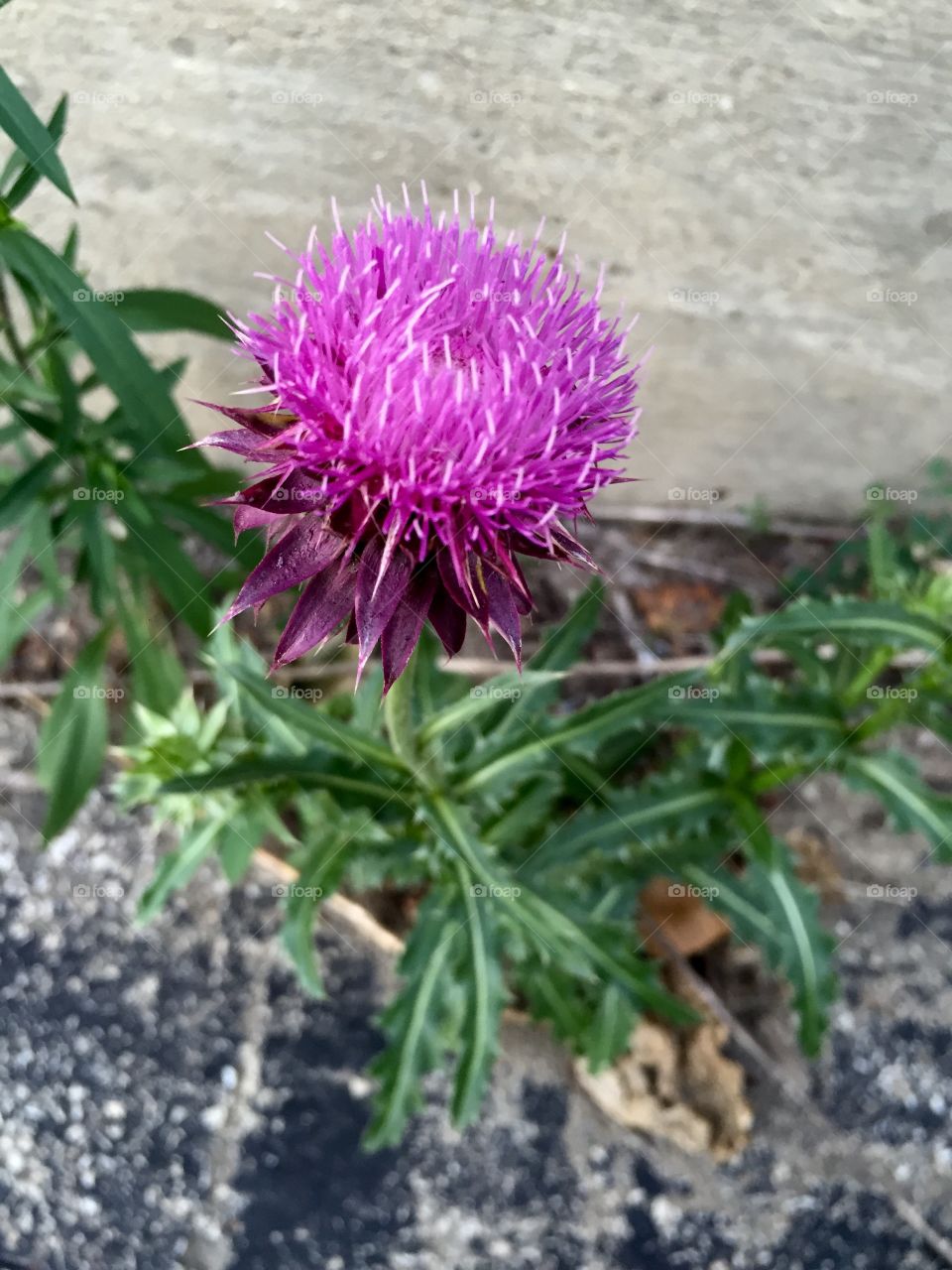 Nature, Flora, No Person, Flower, Leaf