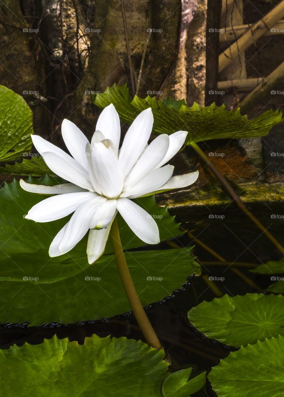 Single white lotus 