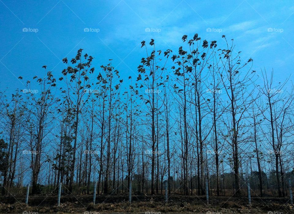 Trees pointing towards the sky