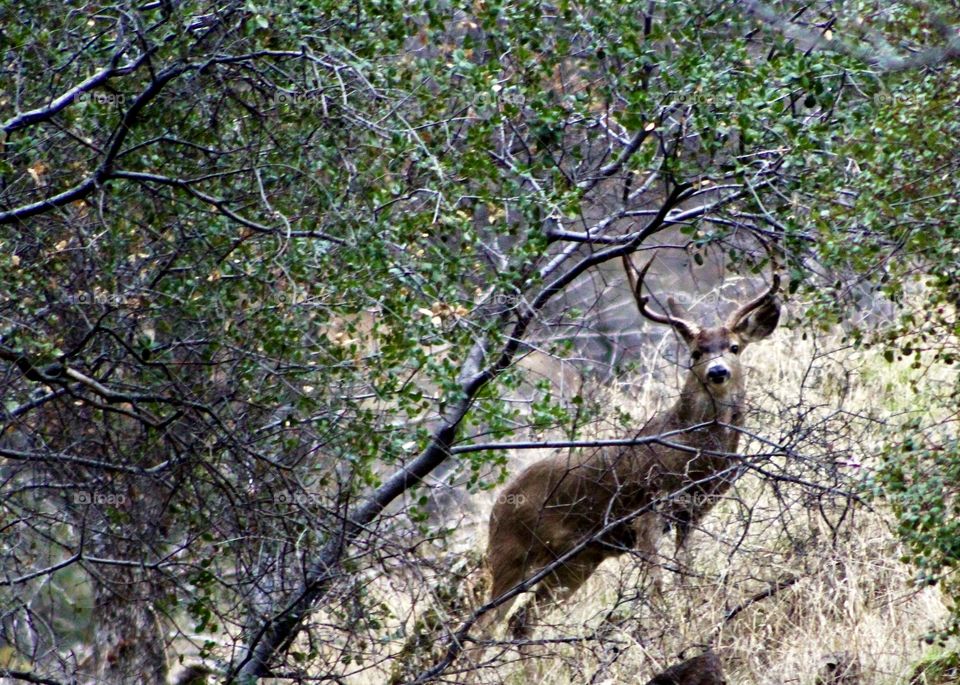 Deer -buck