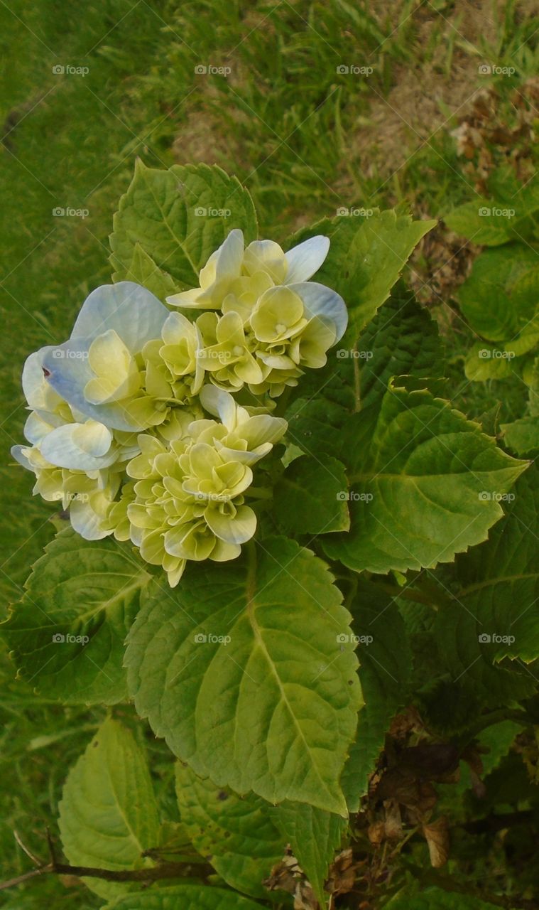 PLANT, GARDEN, LEAVES, FLOWERS, ENVIRONMENT.