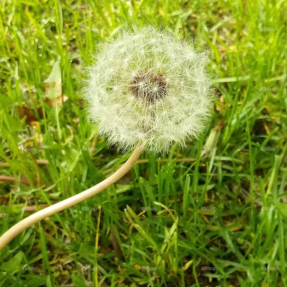 a mature dandelion getting ready to release its seeds