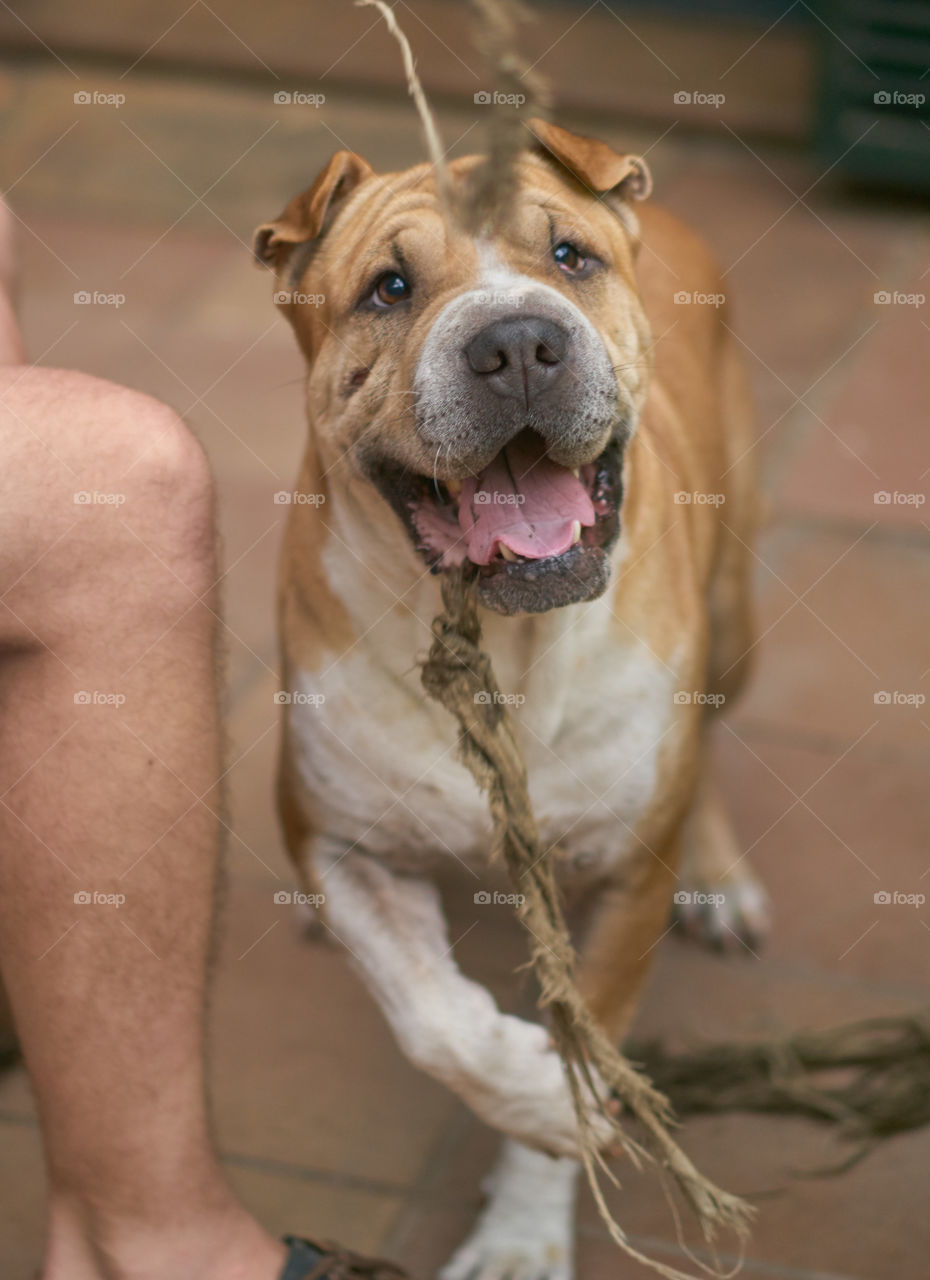 Portrait of a dog with its mouth open