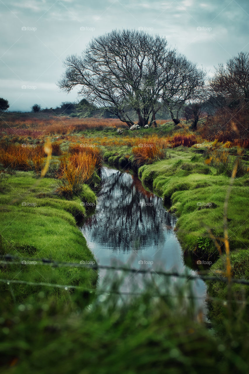 Tree by the river