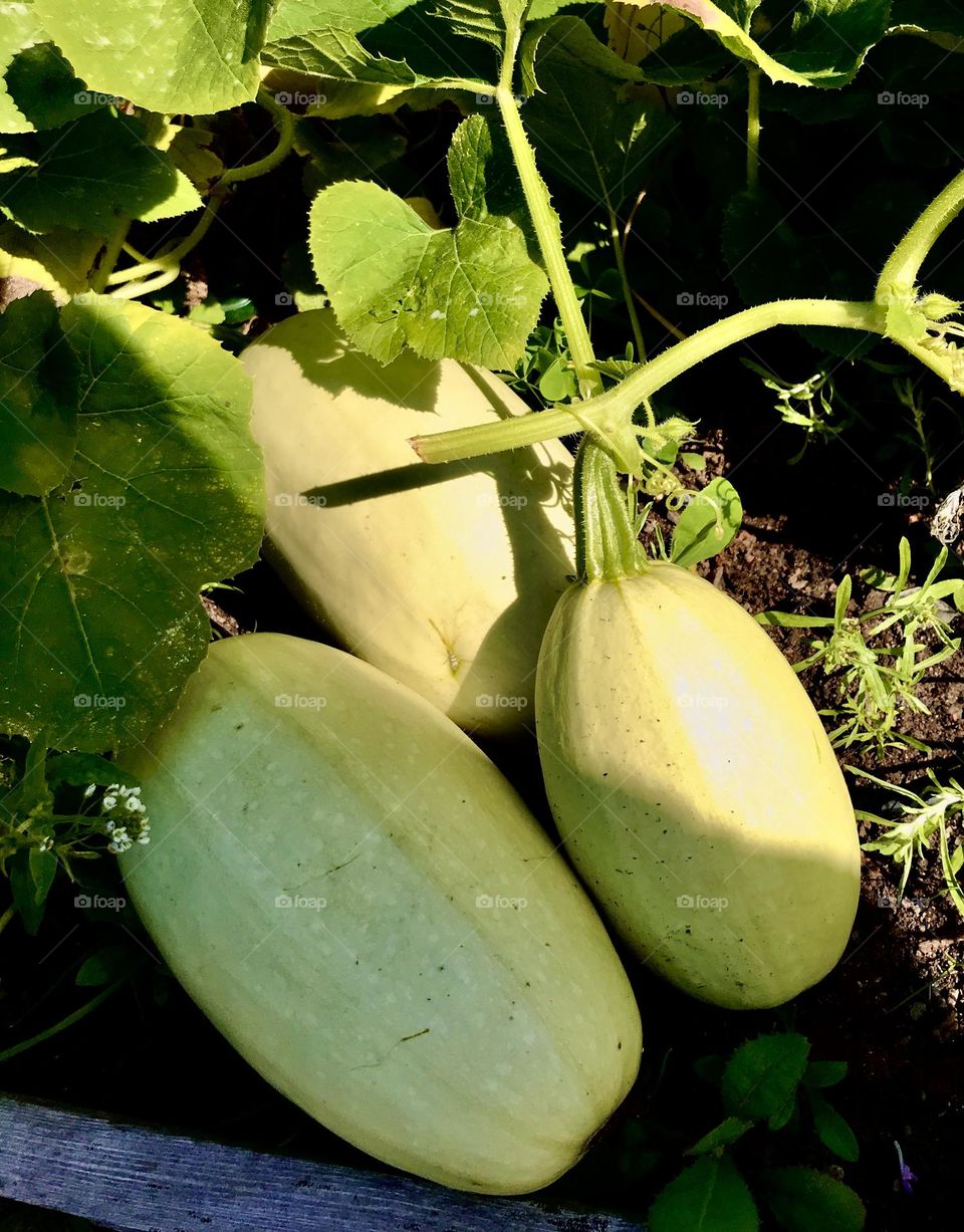 Time to harvest, spaghetti pumpkin