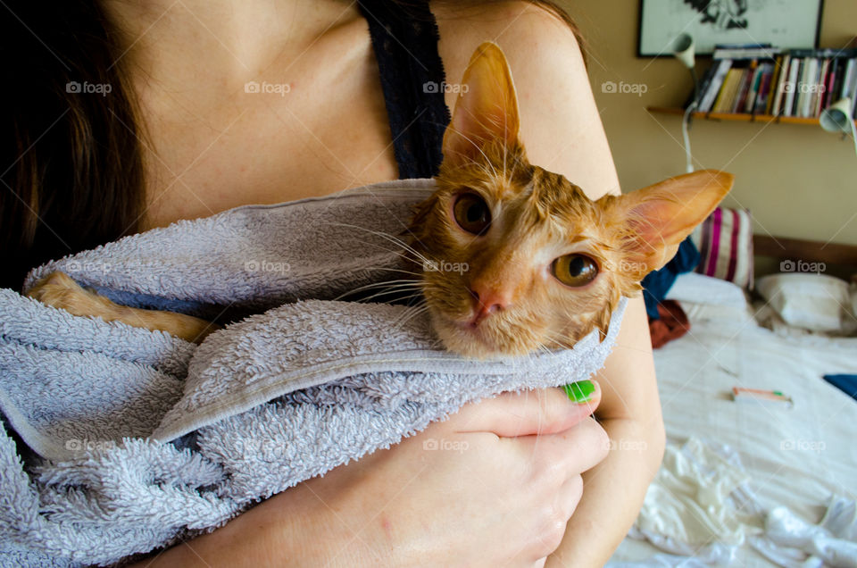 Cat after a bath