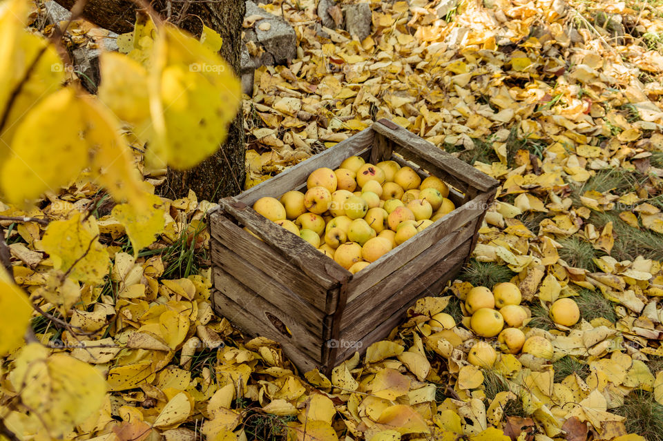 Harvest ripe juicy and tasty apples. Harvested juicy apples from fertile trees.