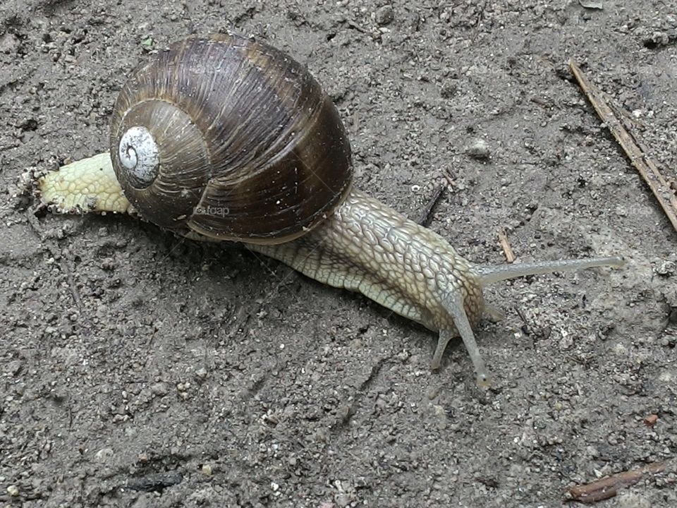 Snail