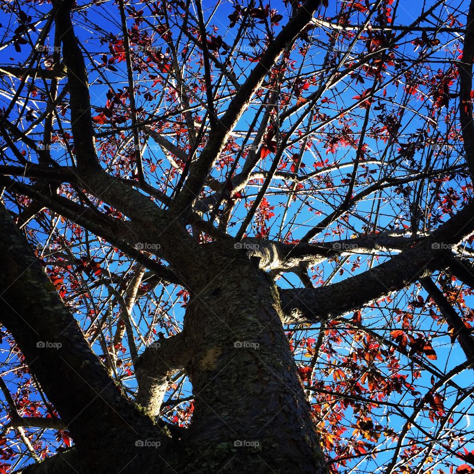 The day after hurricane Matthew passed through our neighborhood, we woke up to a beautiful sunny day! We were finally able to go outside! We were very happy to see that our trees, plants and house were ok! We planted this Japanese purple plum tree when we first bought our house, our first home together. This picture not only symbolizes the strength of our tree and house unharmed by the hurricane, but also the strength of our marriage as we celebrate our 10 year wedding anniversary this month. 