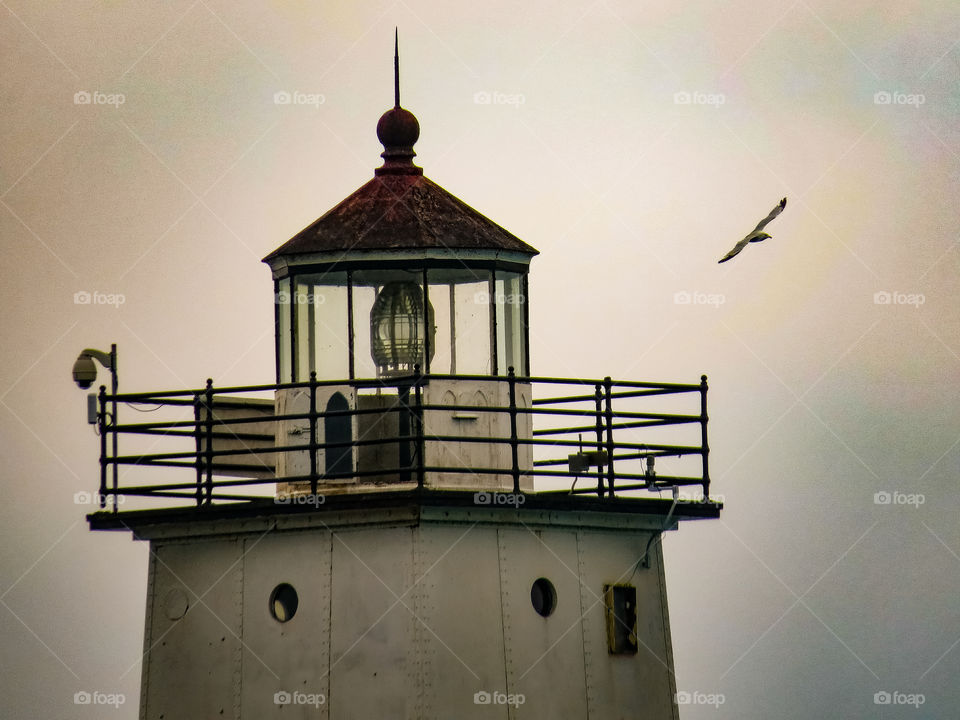 Seagull close to Lighthouse