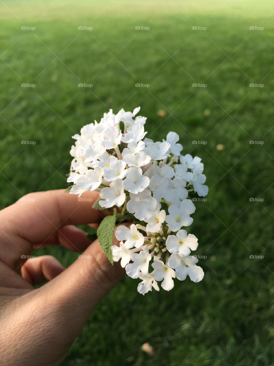 Close-up of person hand holding tiny flowers